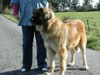 Vol au vent de la Petite Saunerie