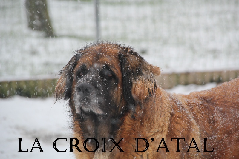 Calamity jane de la Petite Saunerie