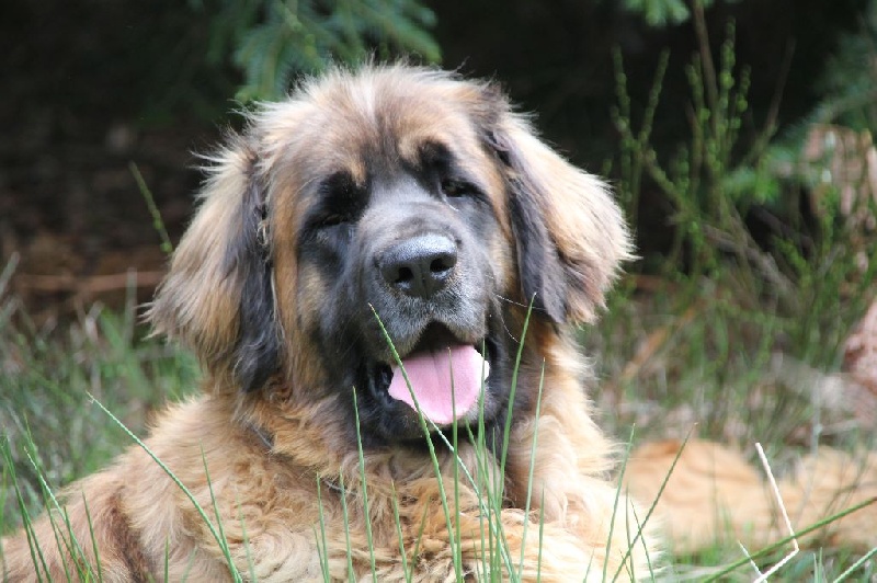 Gueule d'amour de la Petite Saunerie