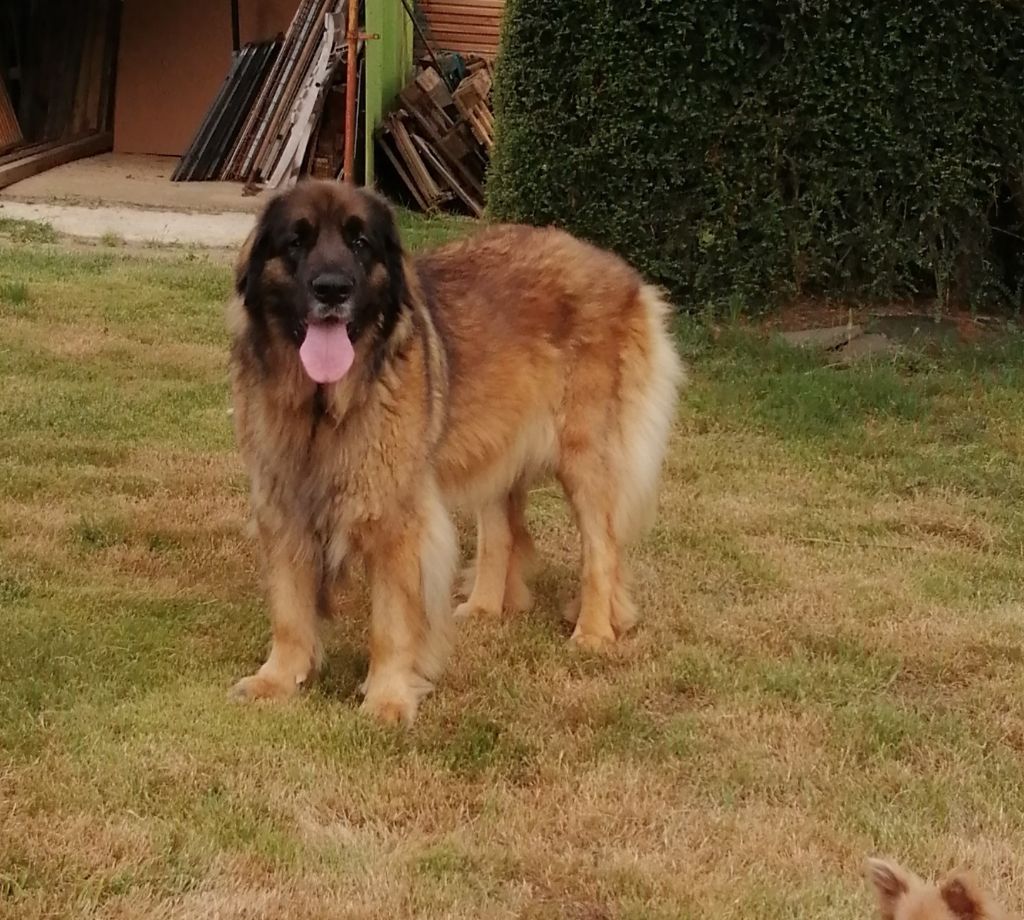Leonidas des bois de Giverzat